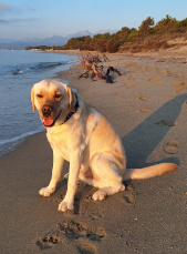 Schulhund Benny
